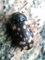 Mycetophagus atomarius