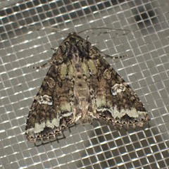 Mamestra configurata