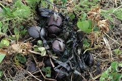 Canthon pilularius