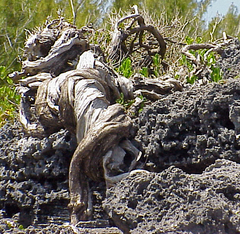 Juniperus bermudiana