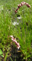 Persicaria careyi