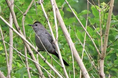 Dumetella carolinensis