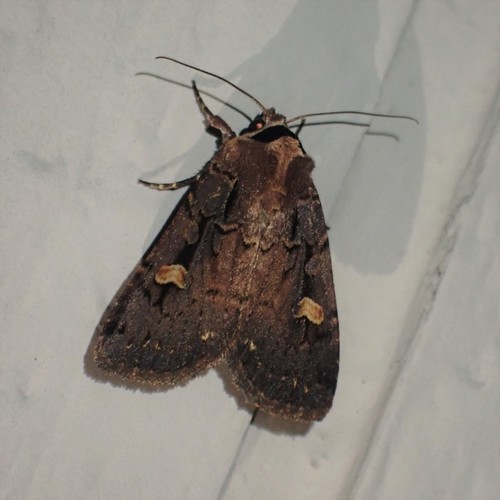 Adelphagrotis indeterminata photo 5