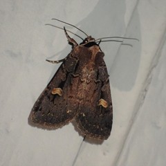 Adelphagrotis indeterminata