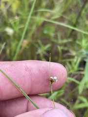 Scleria pauciflora pauciflora