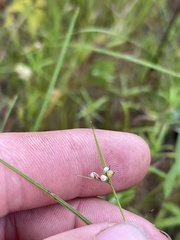 Scleria pauciflora pauciflora