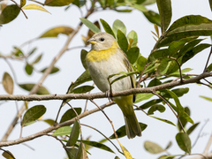 Sicalis flaveola