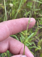 Scleria pauciflora pauciflora