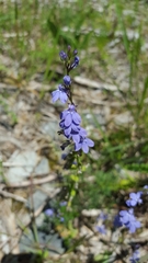 Lobelia gattingeri