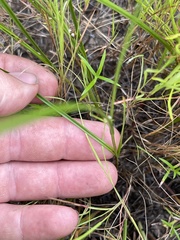Scleria pauciflora pauciflora