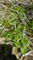 Valerianella radiata
