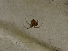 Nesticodes rufipes