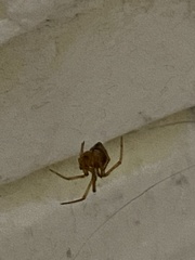 Nesticodes rufipes