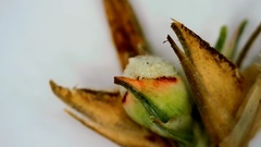 Scleria pauciflora pauciflora