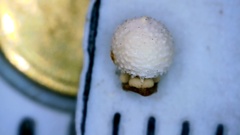 Scleria pauciflora pauciflora