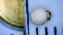 Scleria pauciflora pauciflora