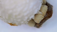 Scleria pauciflora pauciflora