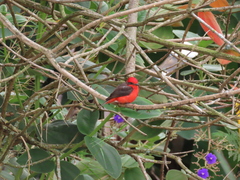 Pyrocephalus rubinus piurae