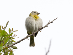 Sicalis flaveola
