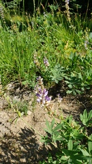Lupinus burkei