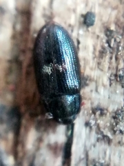 Biphyllus lunatus