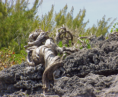 Juniperus bermudiana