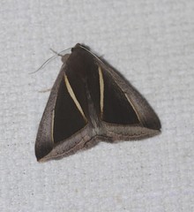 Chalciope alcyona