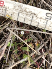 Cryptantha leiocarpa