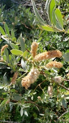 Salix eastwoodiae