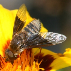 Paravilla separata