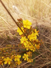 Ochnaceae