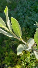 Salix eastwoodiae