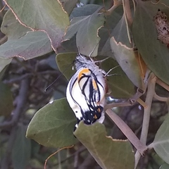 Belenois java teutonia