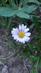 Erigeron glacialis glacialis
