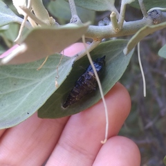 Belenois java teutonia