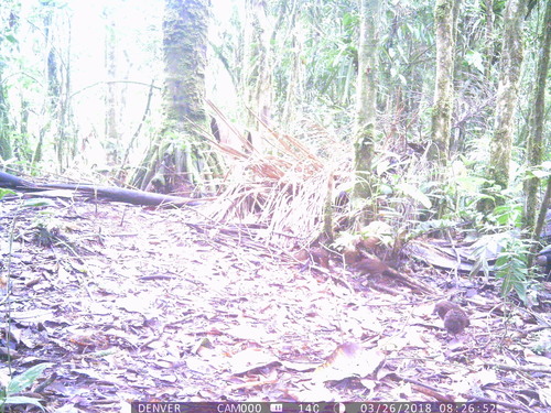Marbled Wood Quail (Odontophorus gujanensis), photo 6