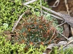 Parodia concinna