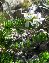 Leptosiphon nuttallii