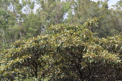 Clethra rosei