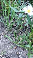 Erigeron glacialis glacialis
