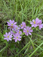 Sabatia capitata