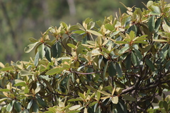 Clethra rosei
