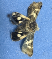 Heliothodes