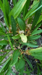 Cuscuta occidentalis