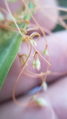Cuscuta occidentalis