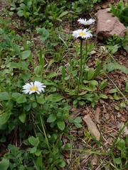 Erigeron melanocephalus