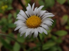 Erigeron melanocephalus