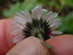 Erigeron melanocephalus