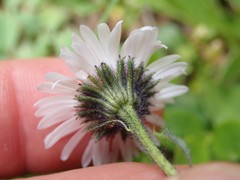 Erigeron melanocephalus
