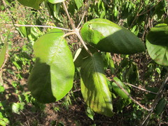 Guettarda krugii